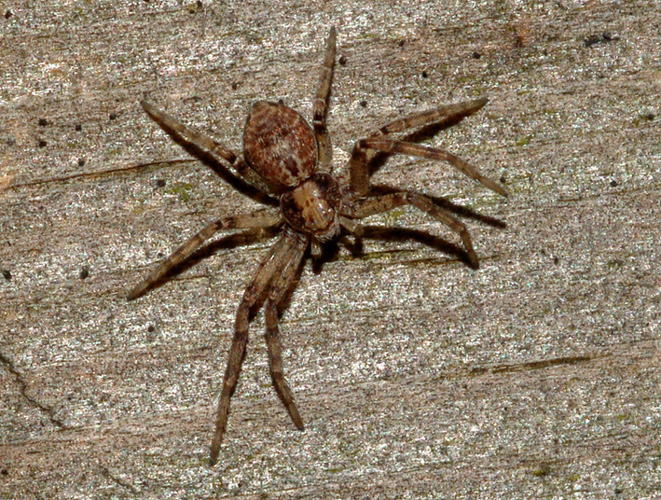 Philodromus sp.