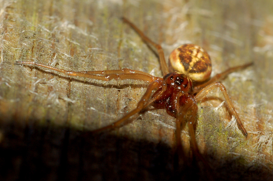 Pachygnatha sp.