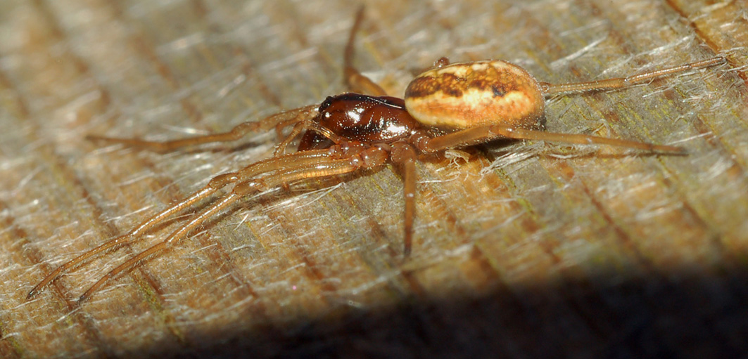 Pachygnatha sp.