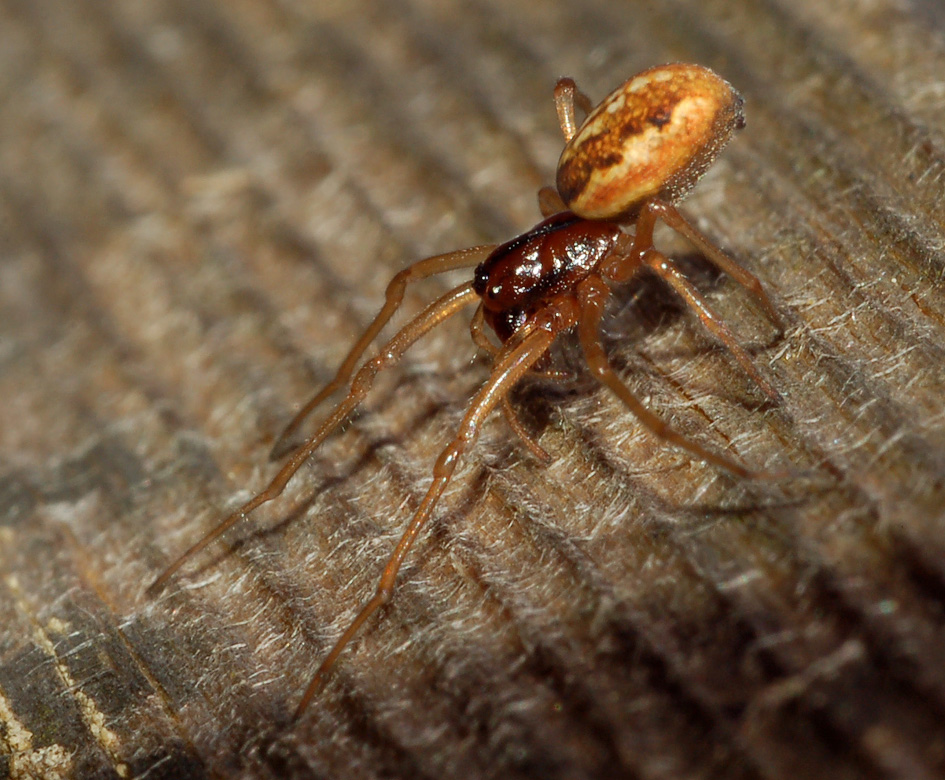 Pachygnatha sp.