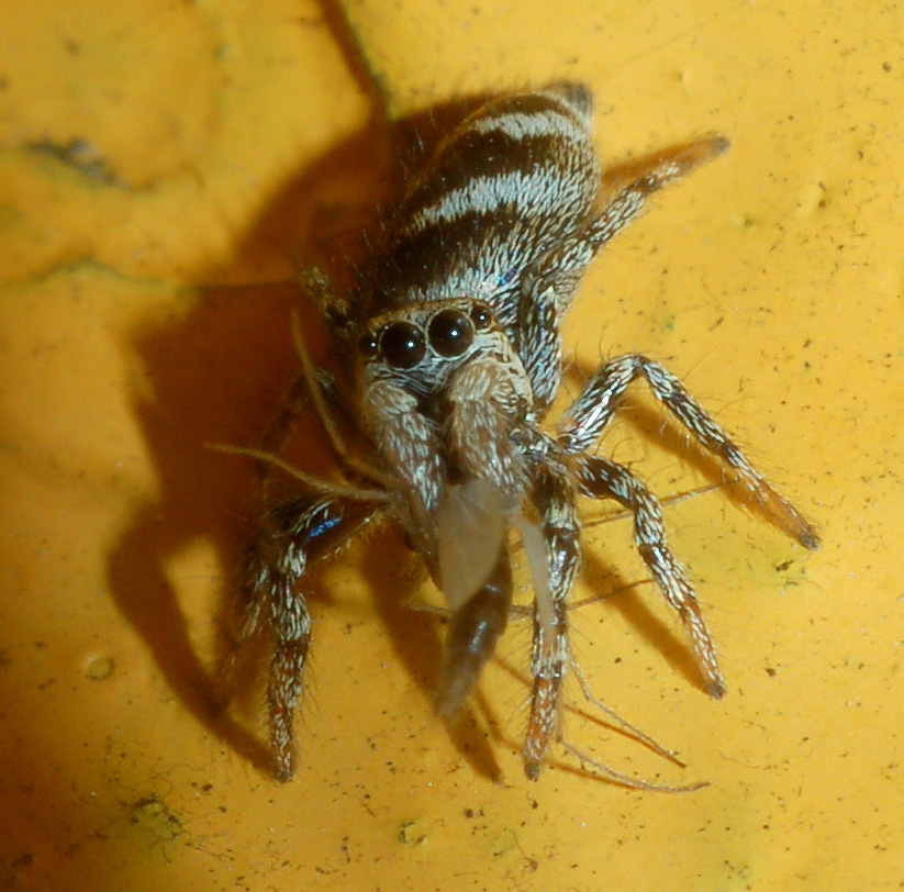 Salticus sp.