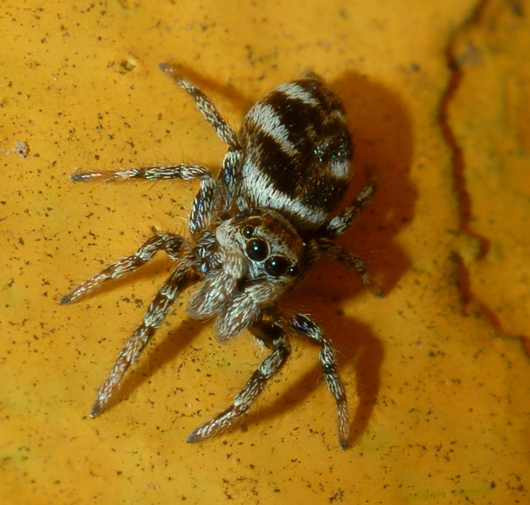 Salticus sp.