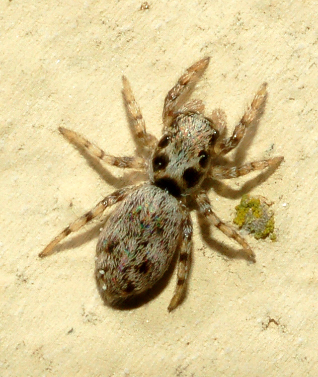 Giovane Salticus sp.
