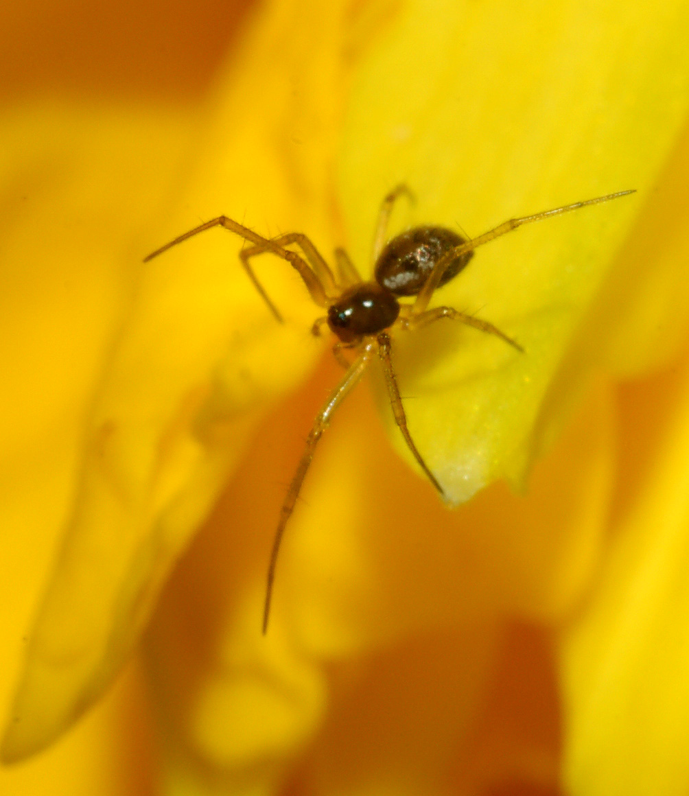 Linyphiidae