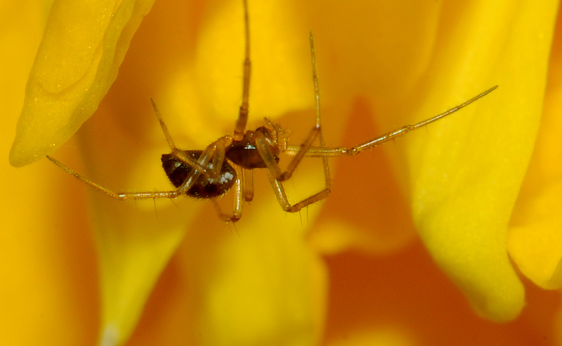 Linyphiidae