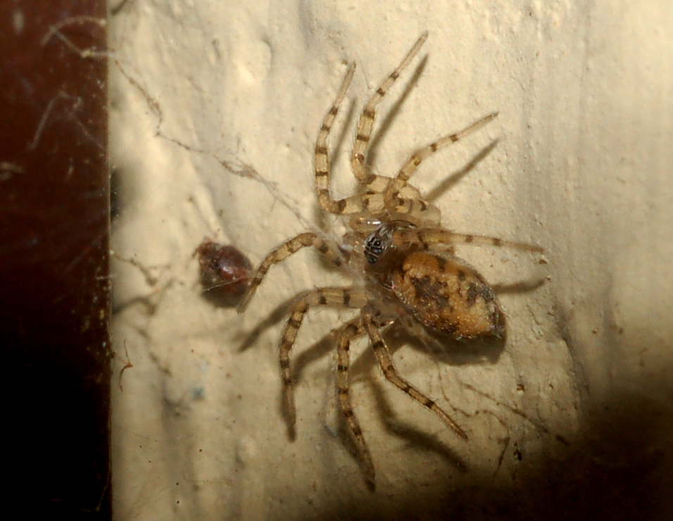 Oecobius sp.