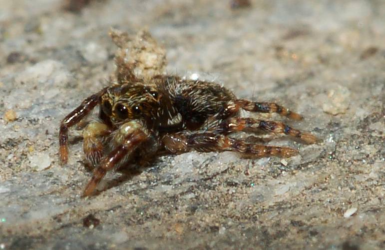 Pseudeuophrys sp.
