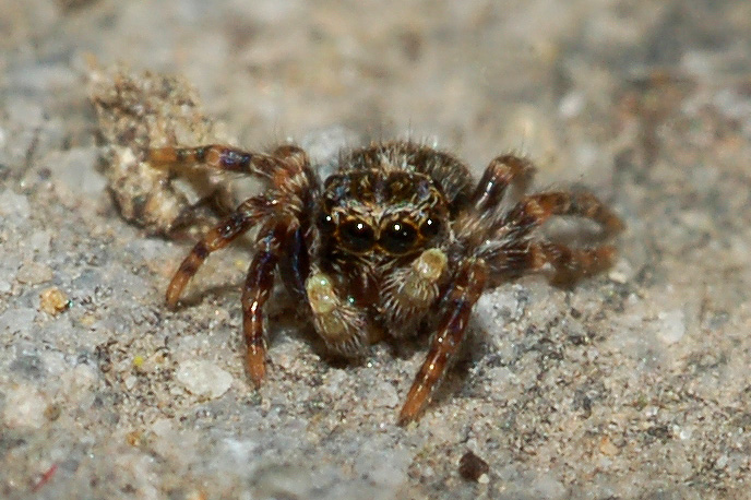 Pseudeuophrys sp.