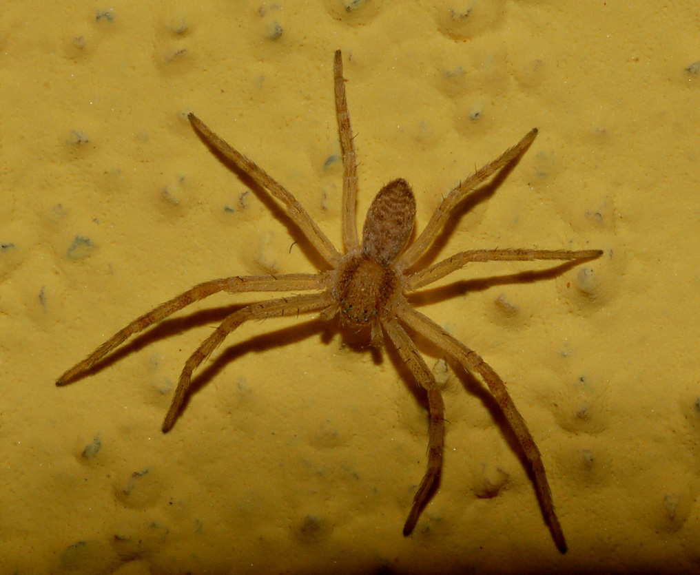 Philodromus sp.