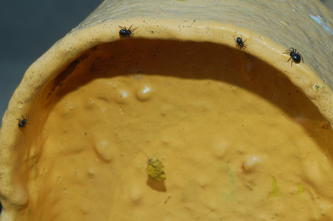 Euryopis sp.