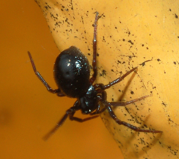 Euryopis sp.