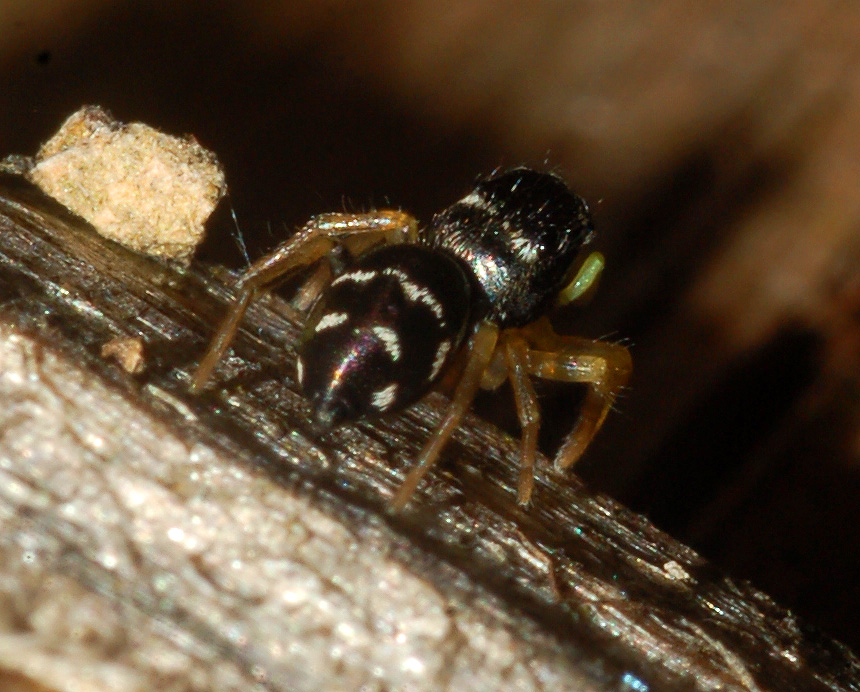 Heliophanus sp.