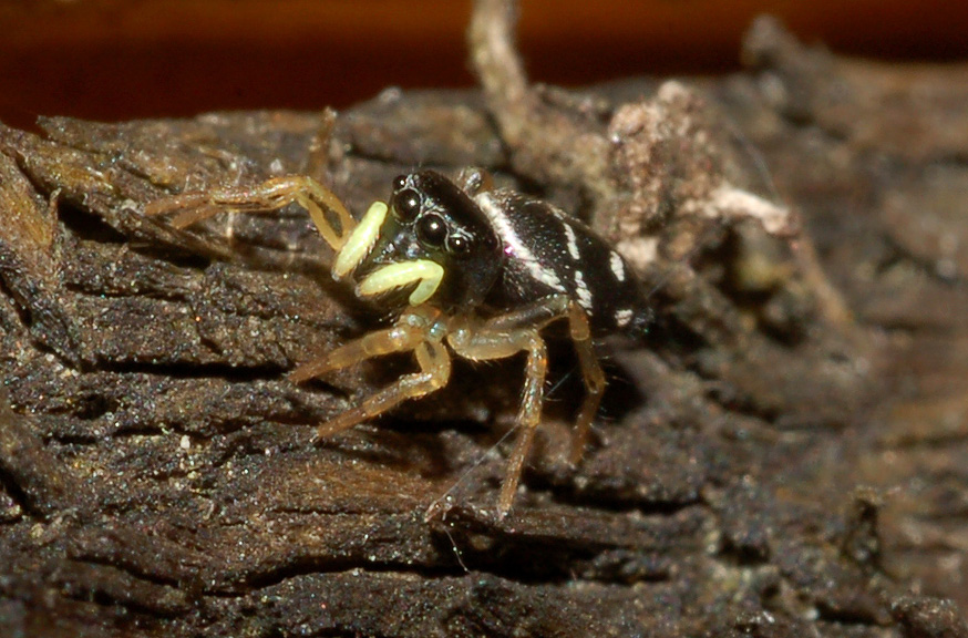 Heliophanus sp.