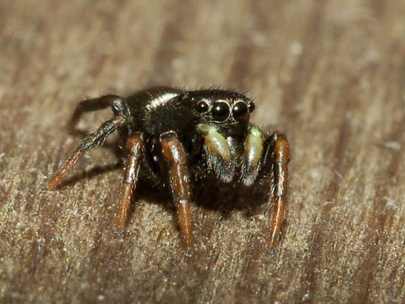 Heliophanus sp.