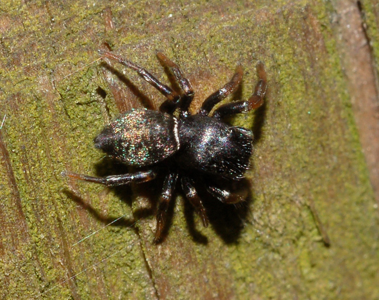 Heliophanus sp.