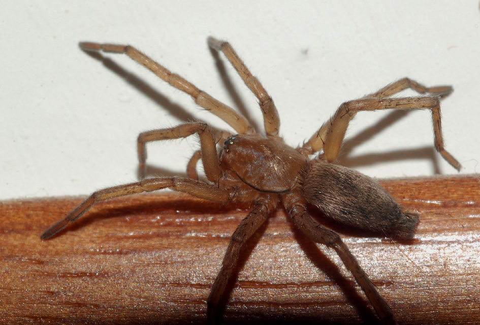 Drassodes sp.