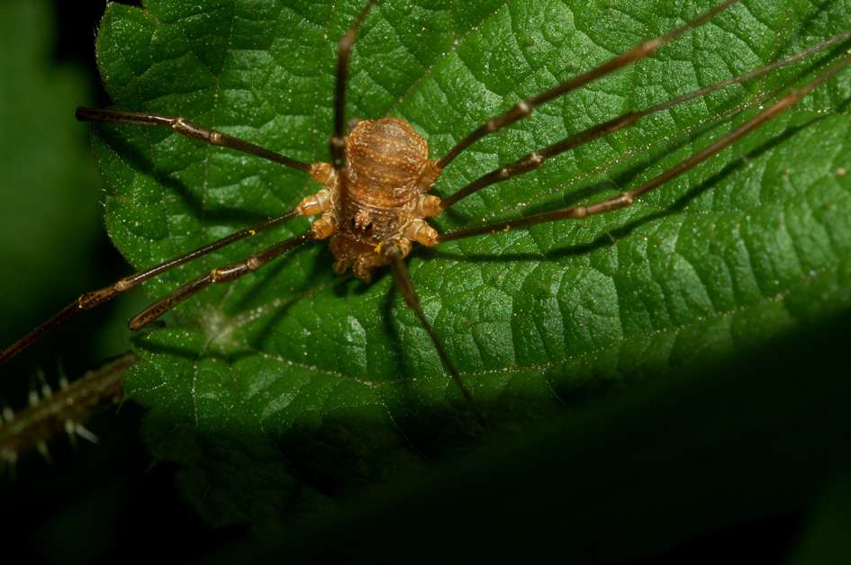 Opilio sp.della toscana sulla vegetazione