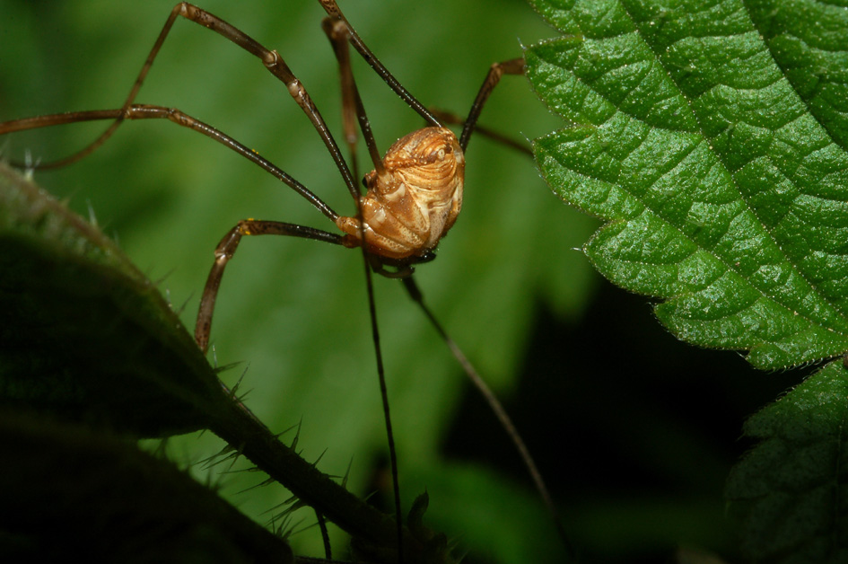 Opilio sp.della toscana sulla vegetazione