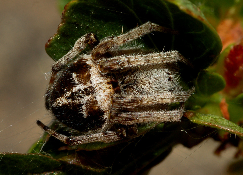 Agalenatea redii