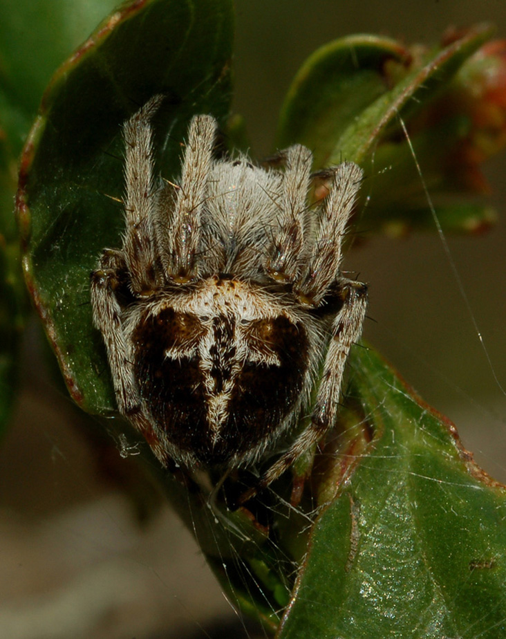 Agalenatea redii