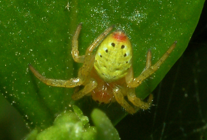 Araniella sp.