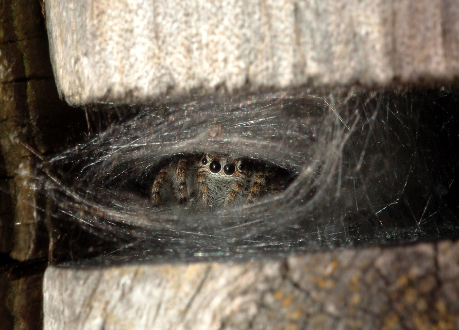 Salticidae