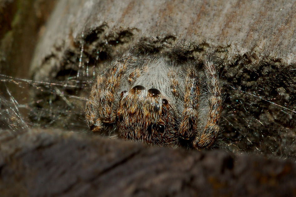 Salticidae