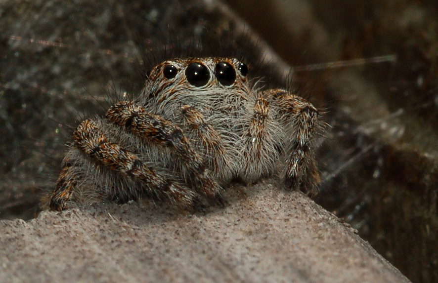 Salticidae