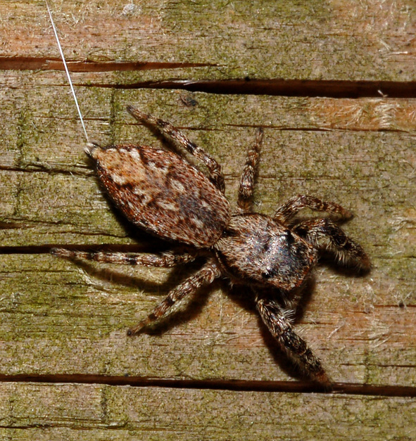 Marpissa muscosa e Pseudicius encarpatus