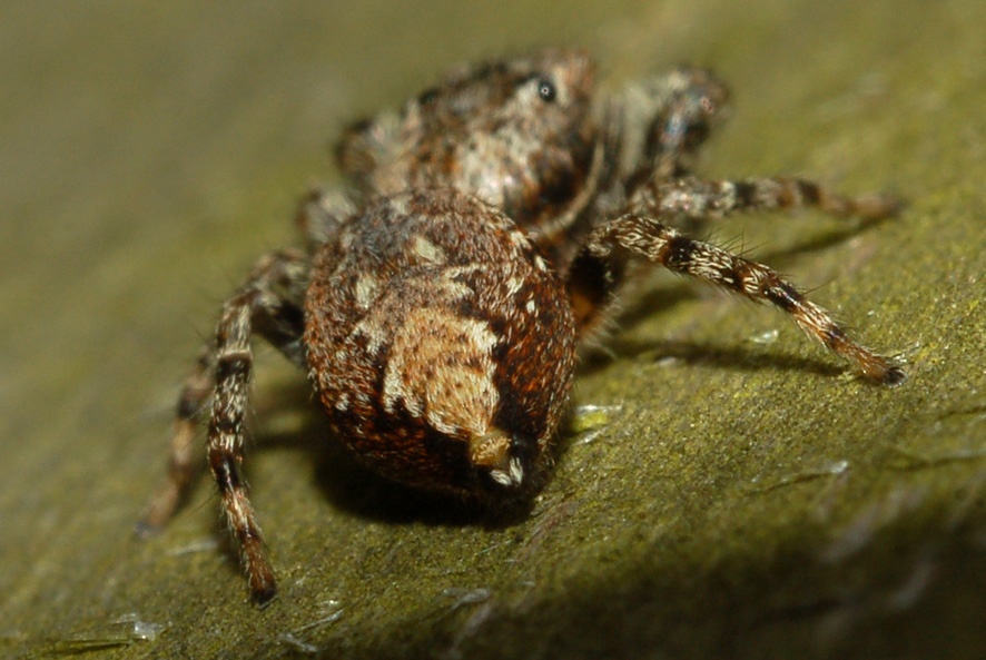 Marpissa muscosa e Pseudicius encarpatus