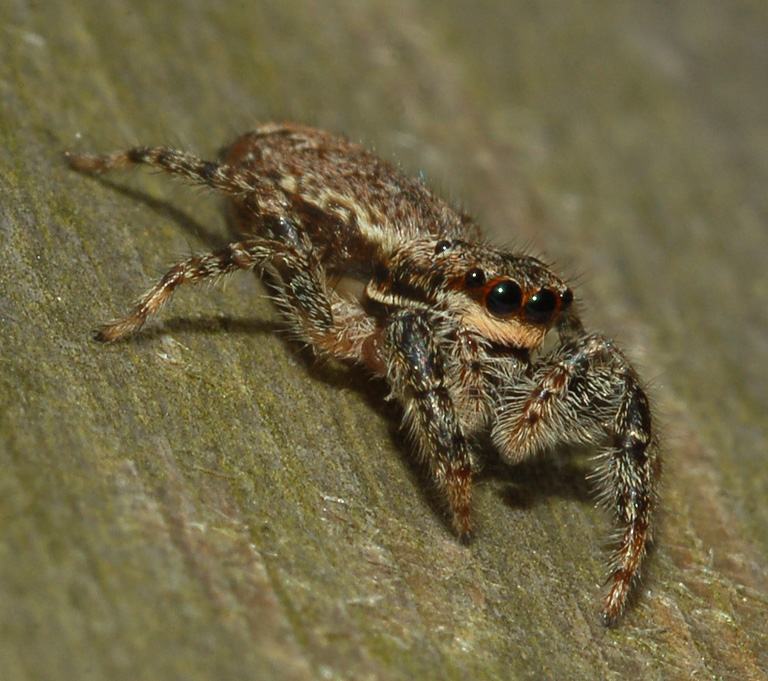 Marpissa muscosa e Pseudicius encarpatus