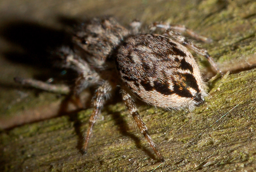 Marpissa muscosa e Pseudicius encarpatus