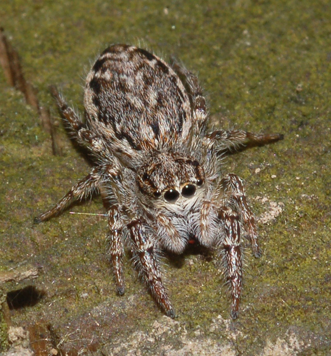 Marpissa muscosa e Pseudicius encarpatus