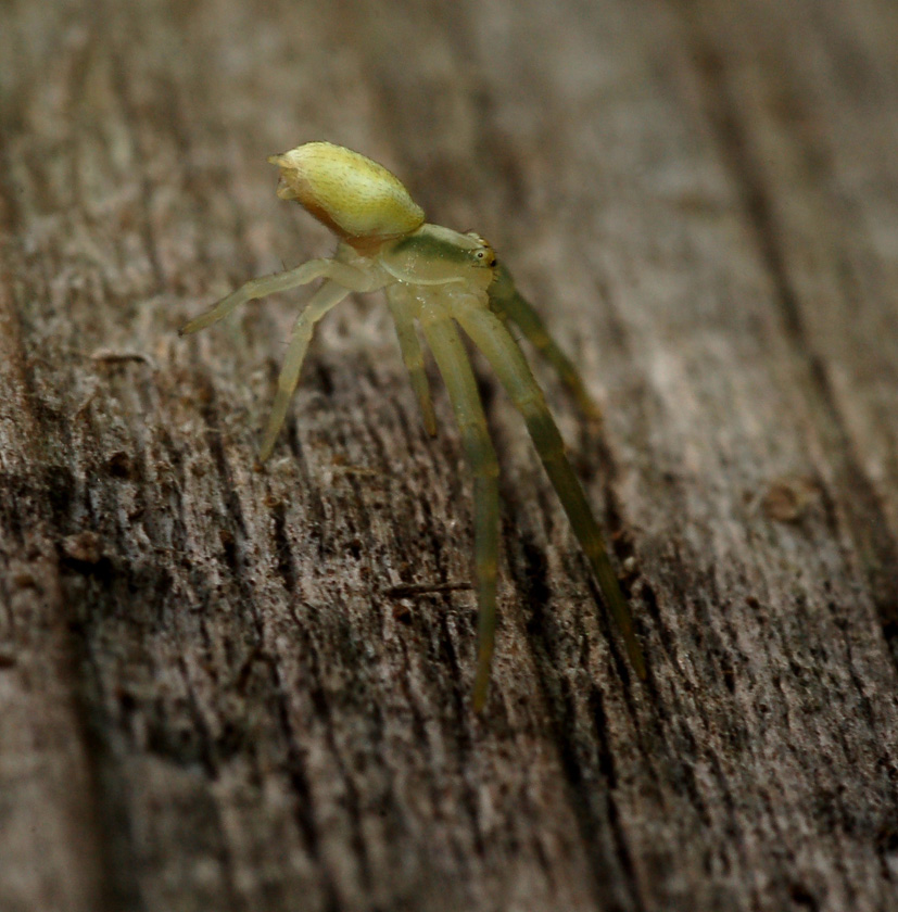 thomisidae