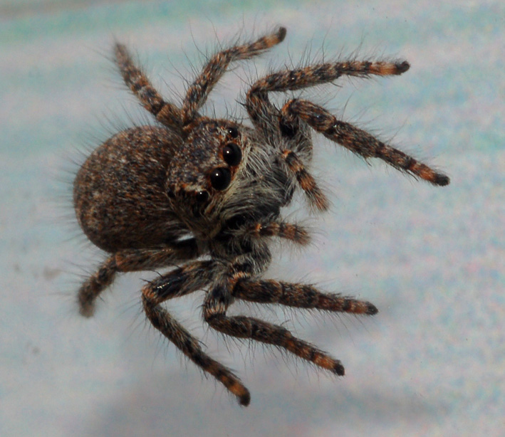 Salticidae