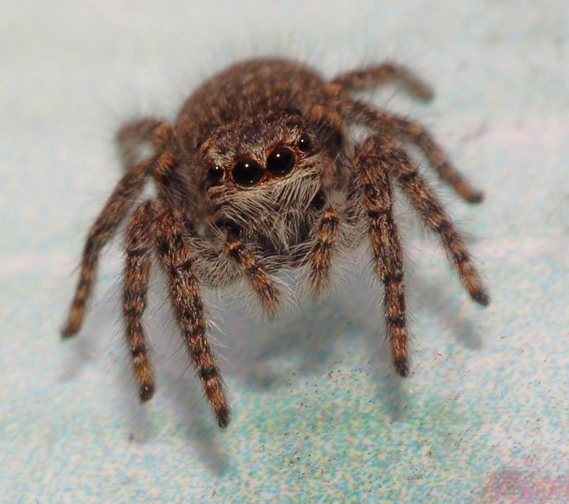 Salticidae