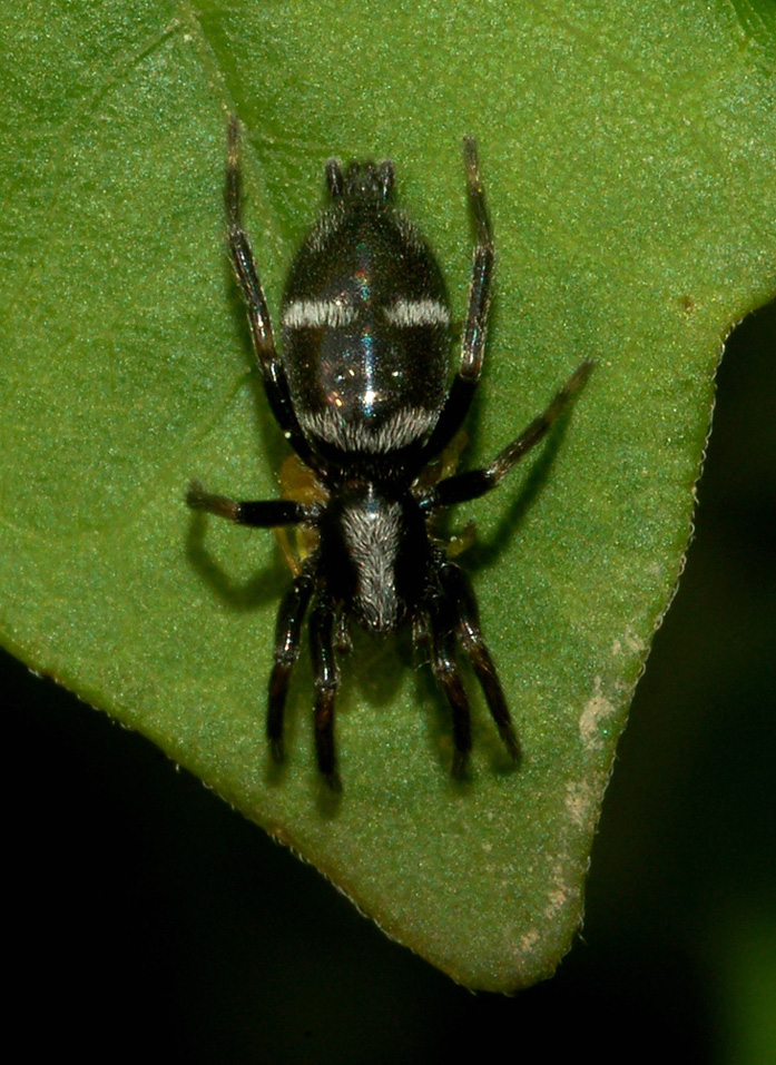 Aphantaulax sp.