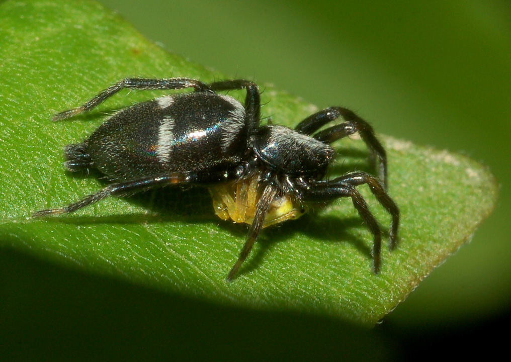 Aphantaulax sp.