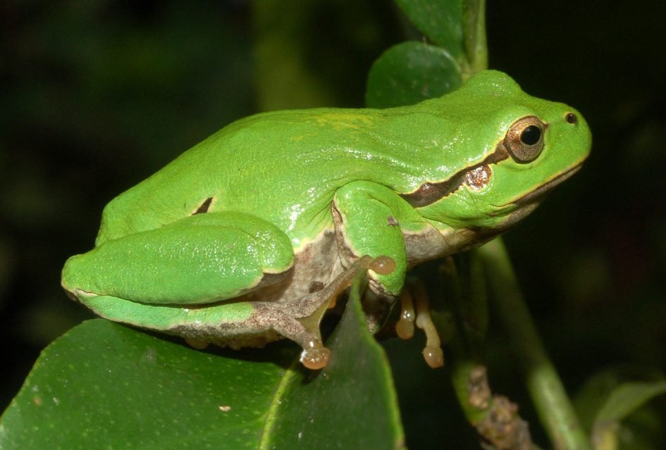 dubbio id - Hyla intermedia