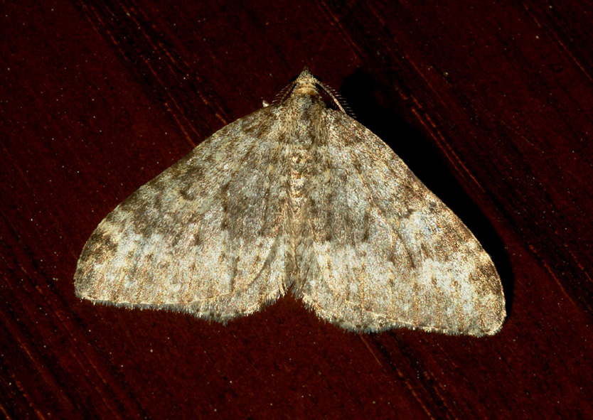 aiuto id - Nebula cf. ablutaria (Geometridae Larentiinae)