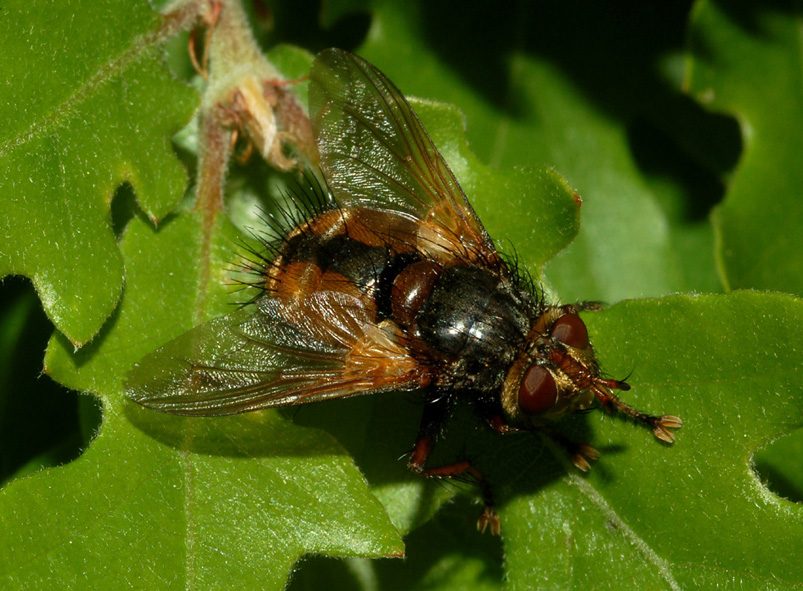 Tachina sp. (Tachinidae)