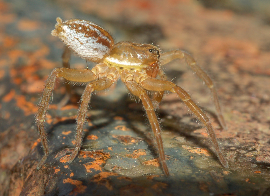 Pirata sp. (balooning?)