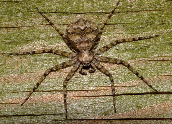 Philodromus sp.