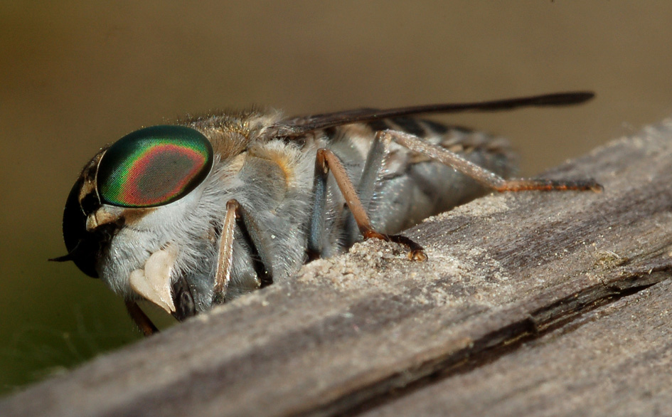 tabanidae: Tabanus cfr. cordiger