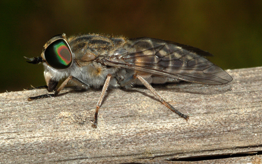 tabanidae: Tabanus cfr. cordiger