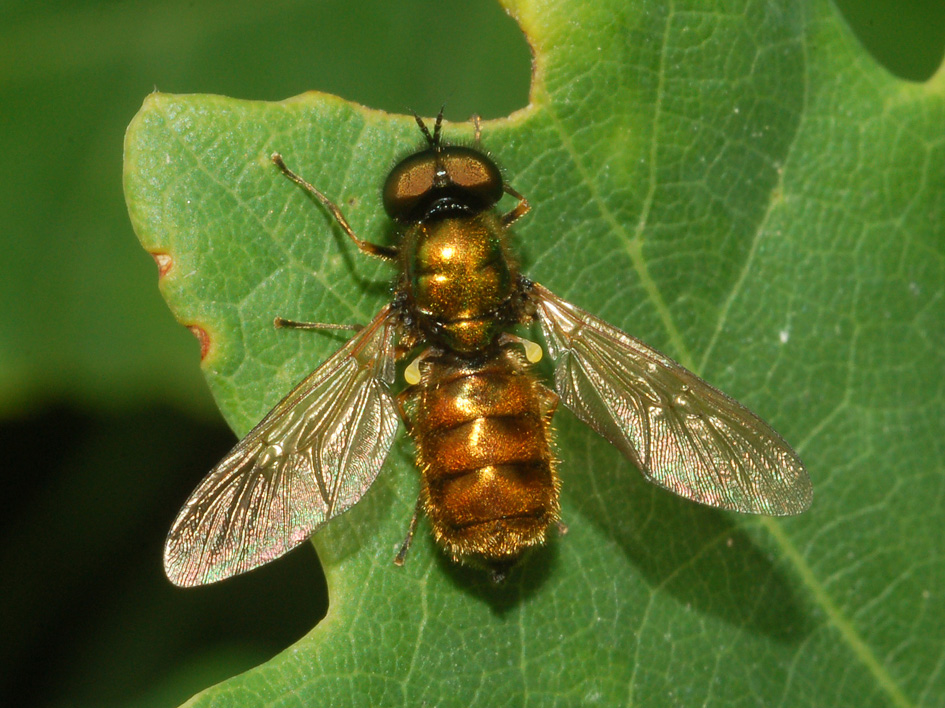 Mosca notturna: Chloromyia formosa M (Stratiomyidae)