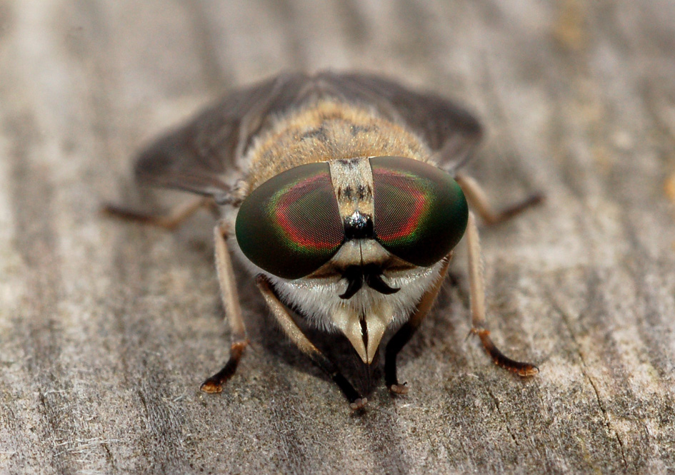 tabanidae: Tabanus cfr. cordiger