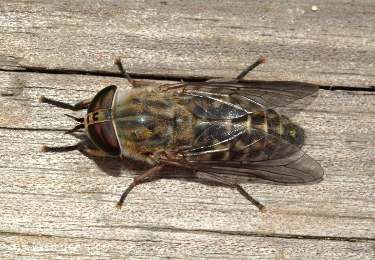 tabanidae: Tabanus cfr. cordiger