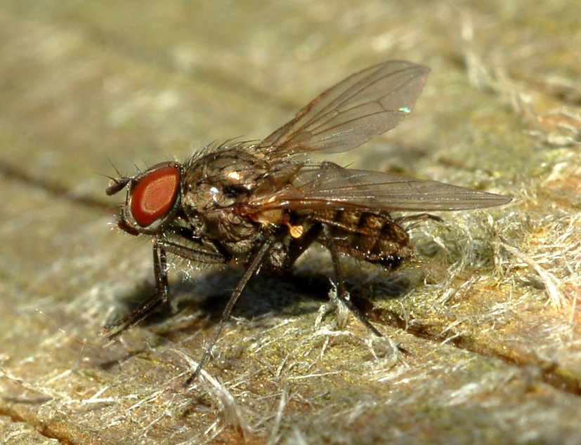 Anthomyiidae