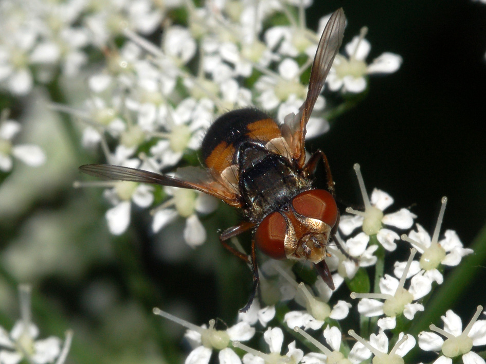 tachinidae